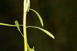 Canadian horseweed